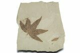 Fossil Sycamore (Macginitiea) Leaf - Green River Formation, Utah #356065-1